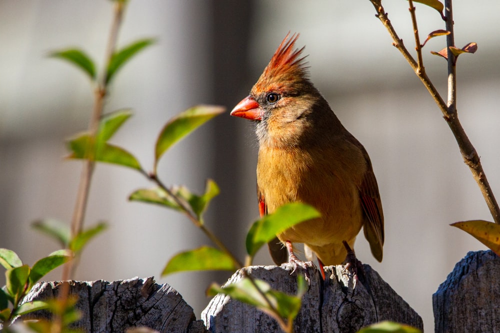 brown and red bird on tree branch