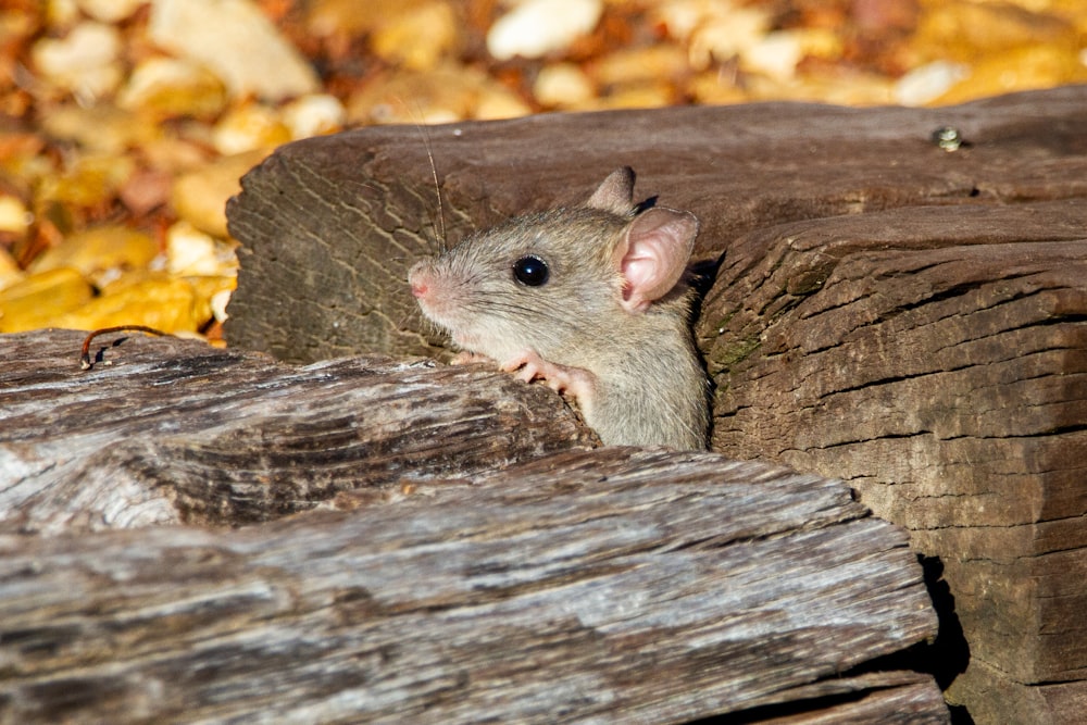 Graue Maus auf braunem Holz