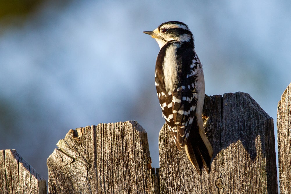 blue and white bird on brown wooden fence