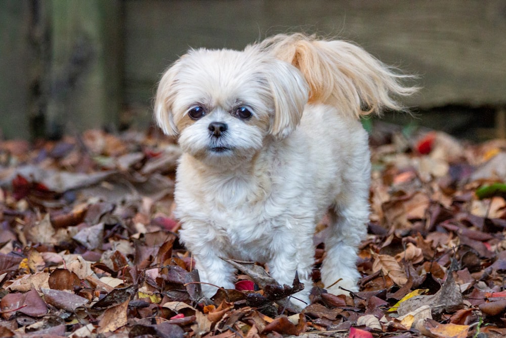 Perro pequeño de pelo largo blanco y marrón sobre hojas secas