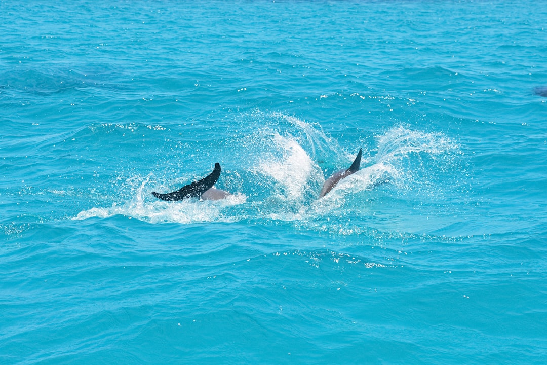 black and white dolphin in the sea