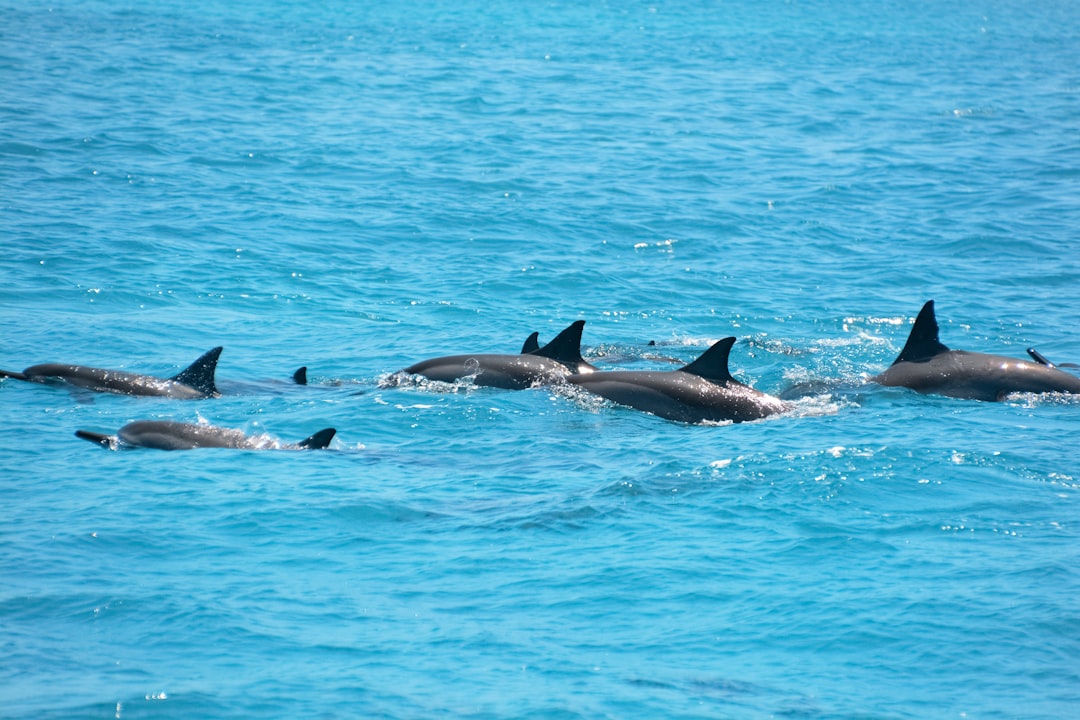 3 dolphins in blue water during daytime