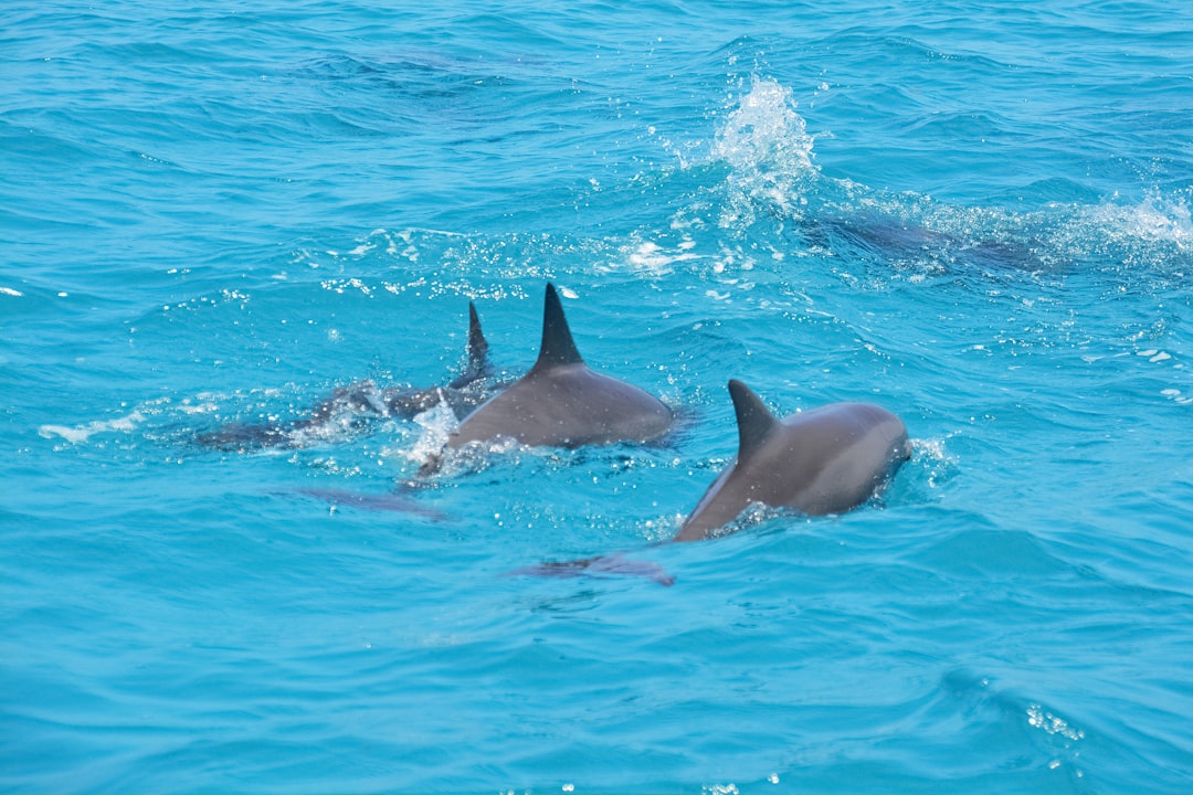 black dolphin in blue water