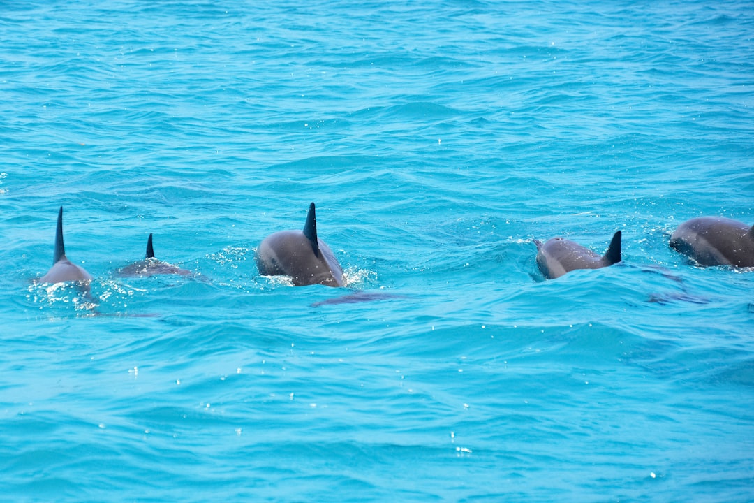 2 dolphins in blue water during daytime