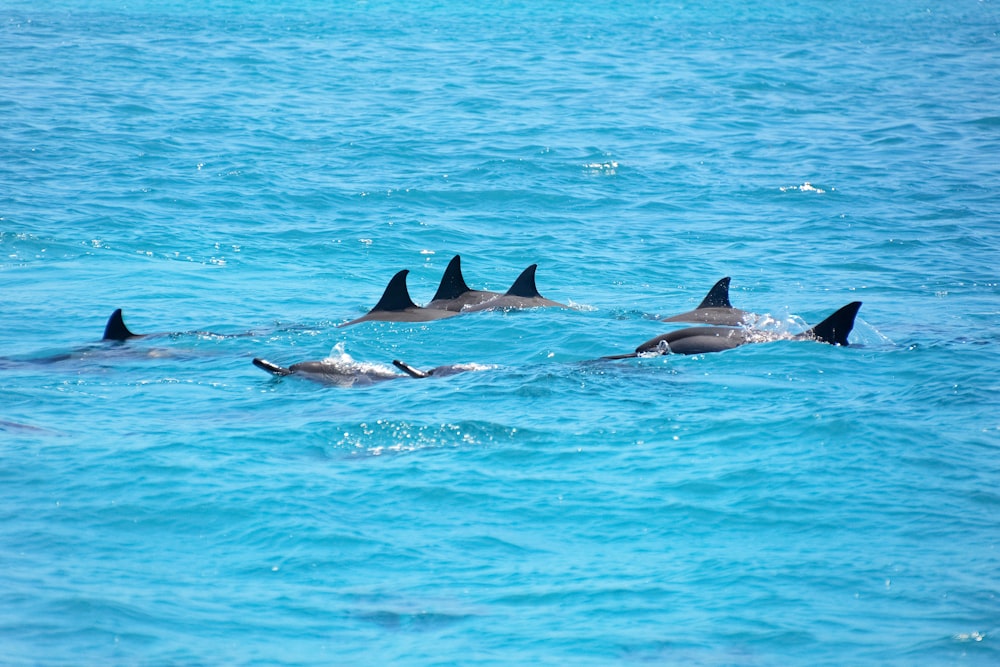 3 dolphins in the sea during daytime