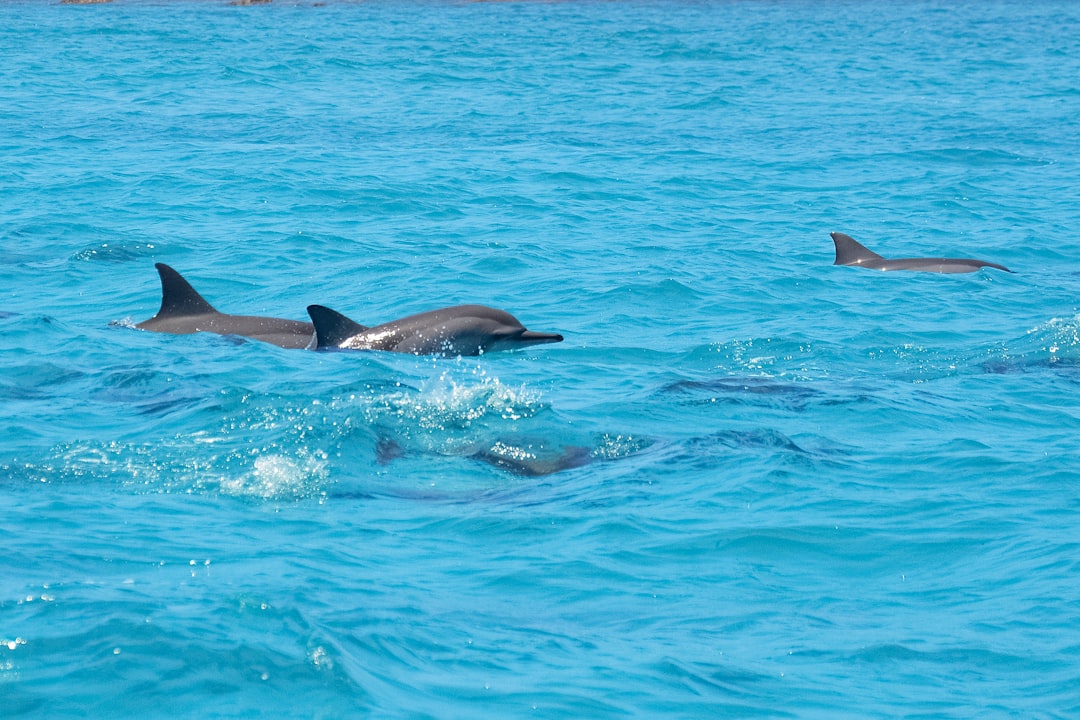 2 dolphins in blue water during daytime