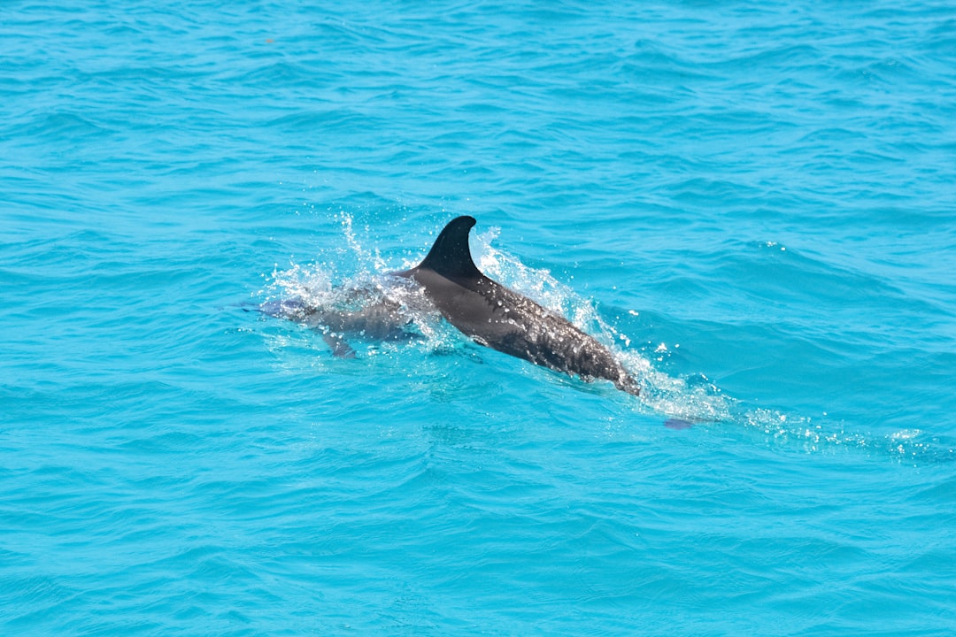 black dolphin in blue water