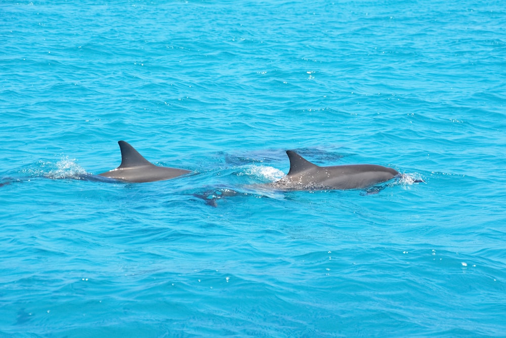 black dolphin in blue water during daytime