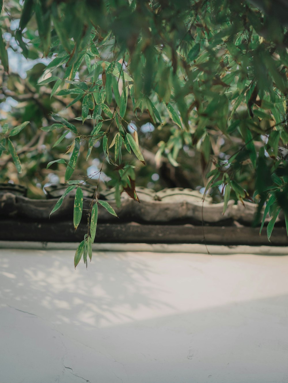 green plant on white pot