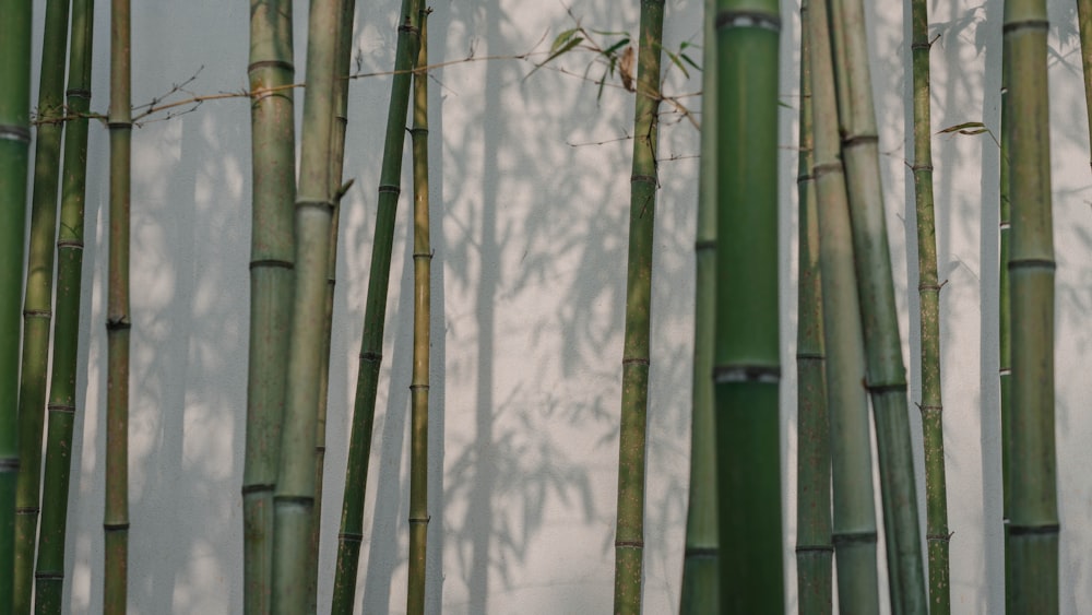 Árboles de bambú verdes durante el día