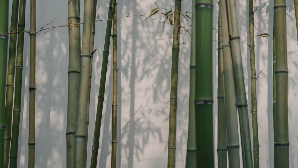 green bamboo trees during daytime