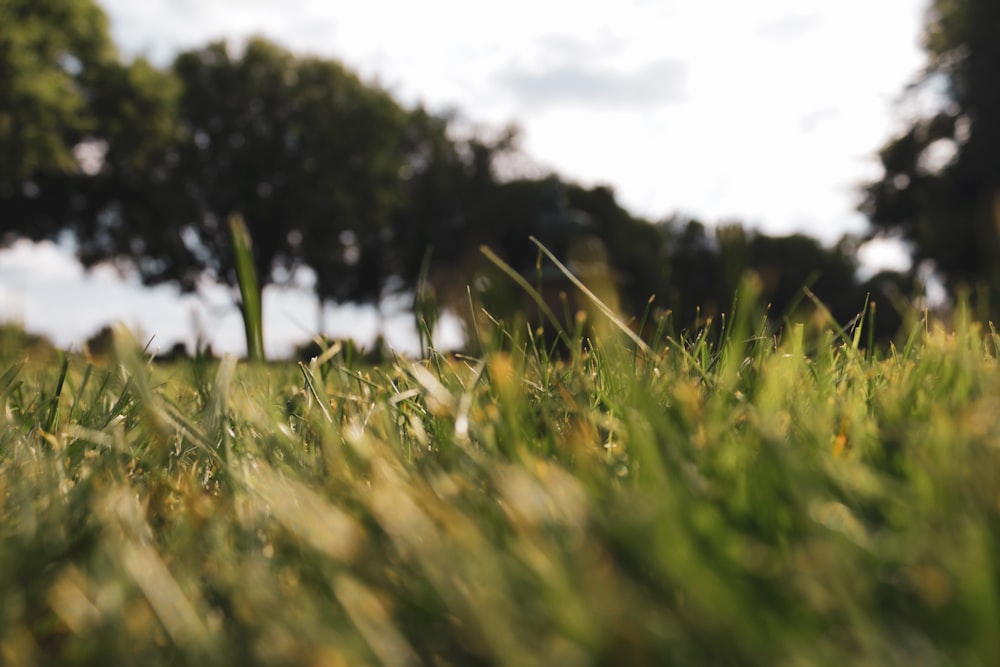 green grass field during daytime