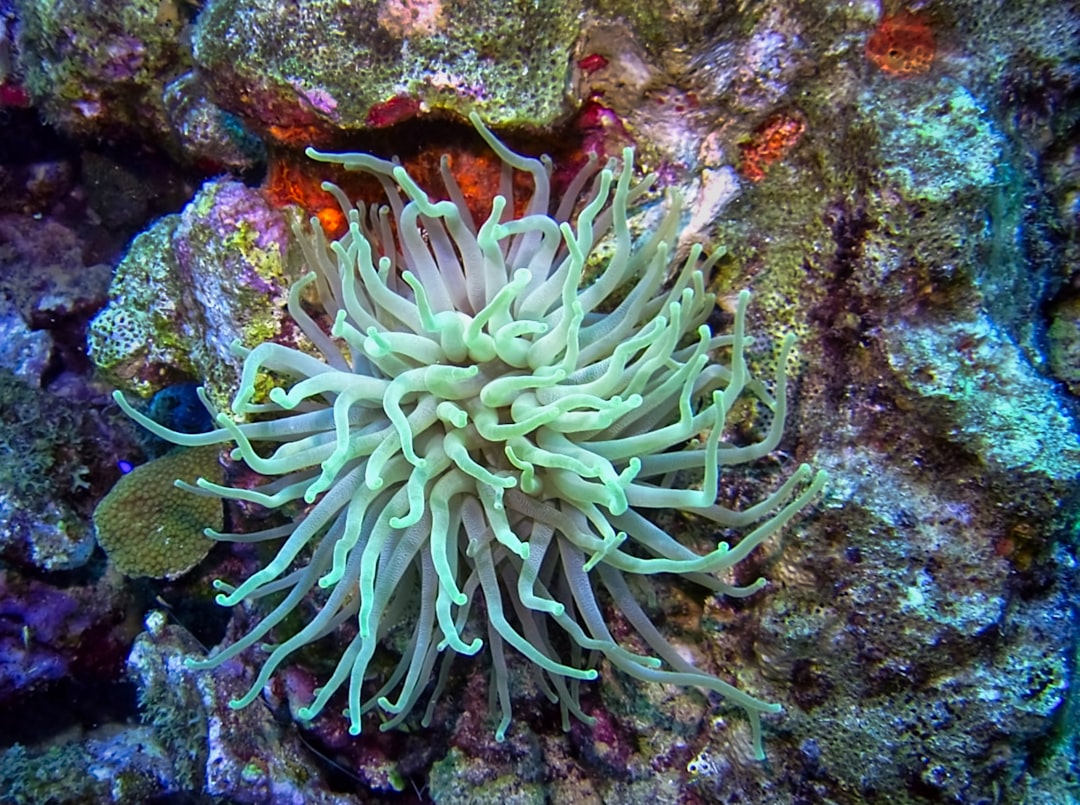 Giant sea anemone in the shallow coral depths of Bonaire.