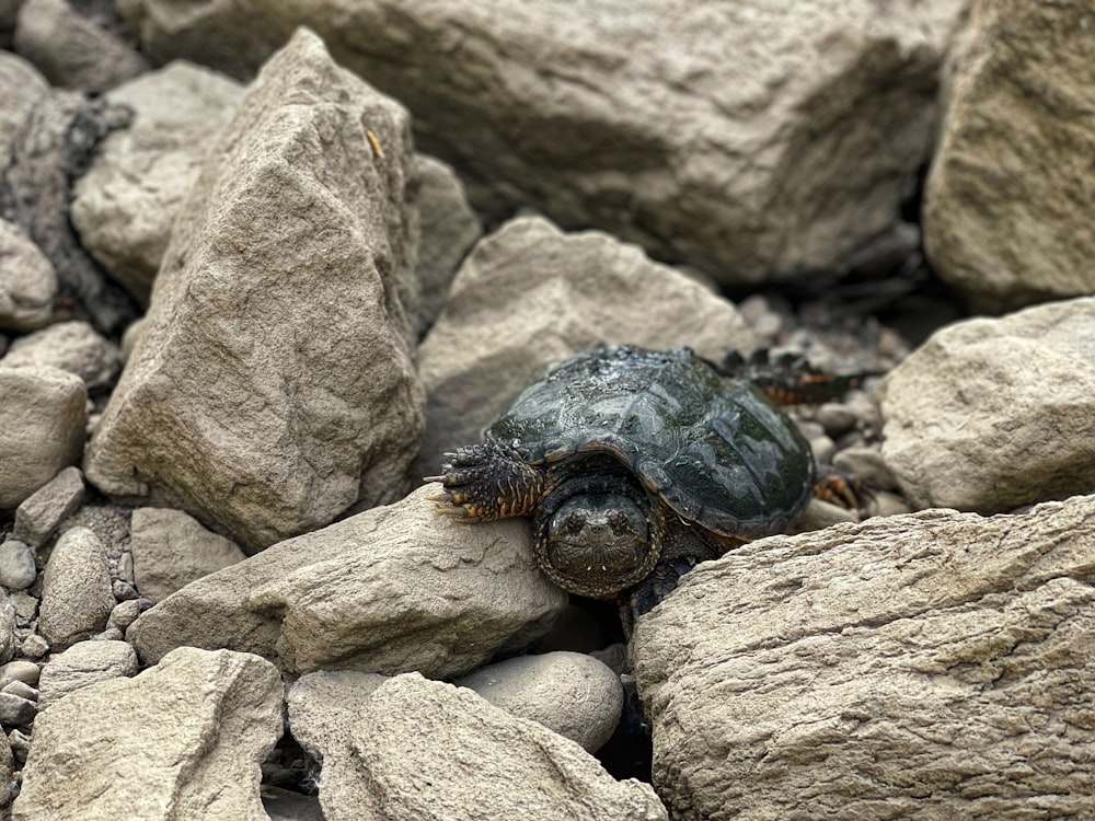 black and brown turtle on gray rock