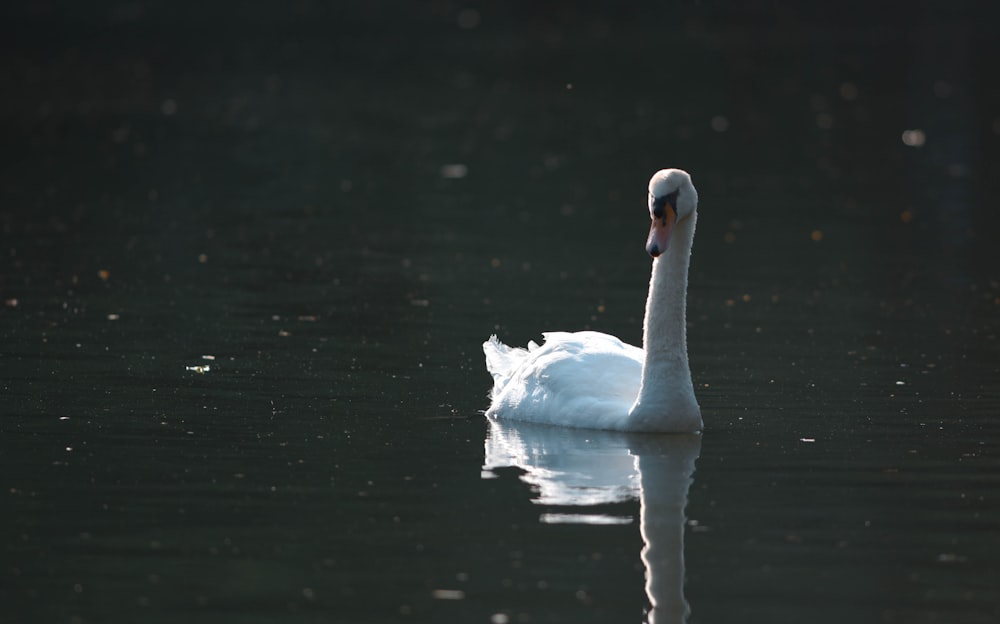 Cisne blanco en el agua durante el día