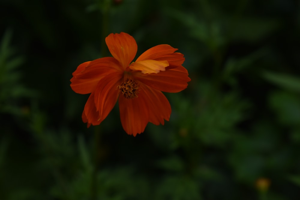 red flower in tilt shift lens