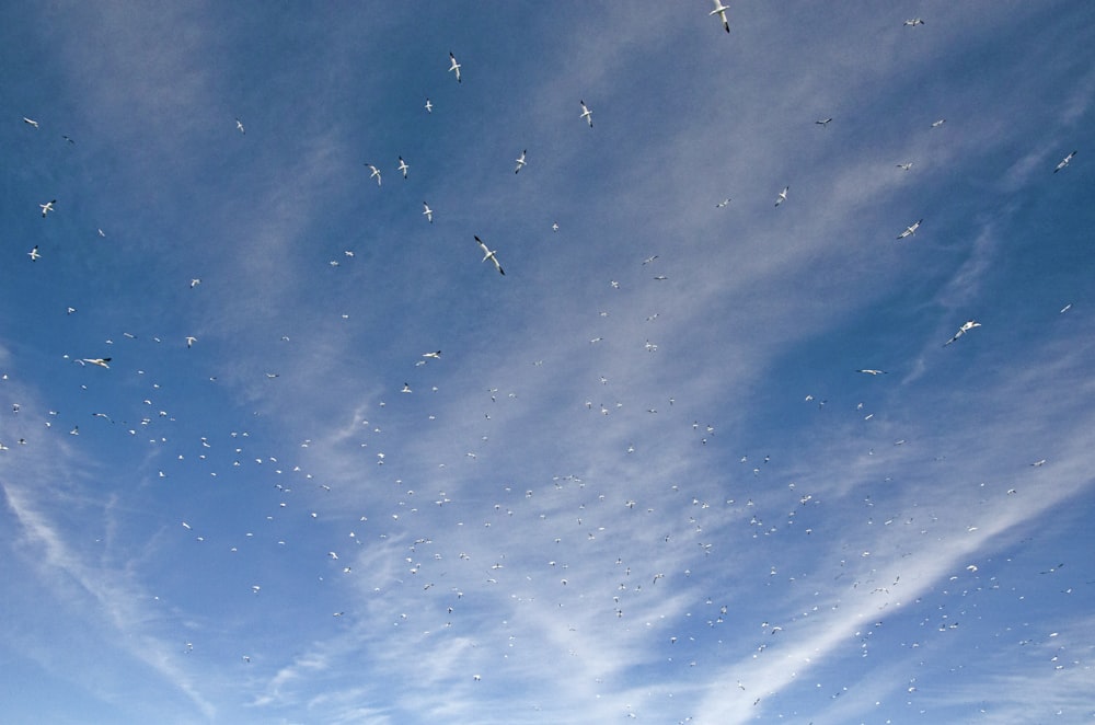 stormo di uccelli che volano sotto il cielo blu durante il giorno