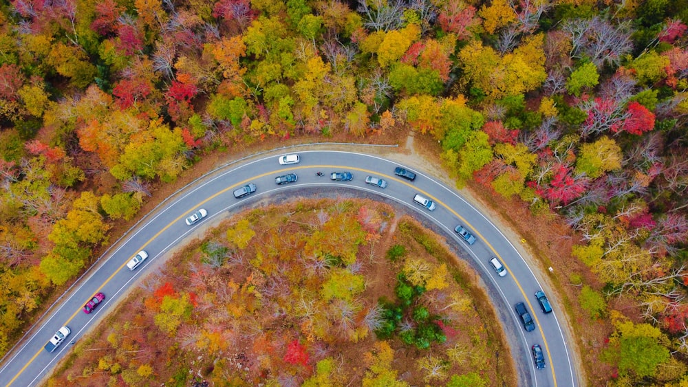 birds eye view of green and yellow trees