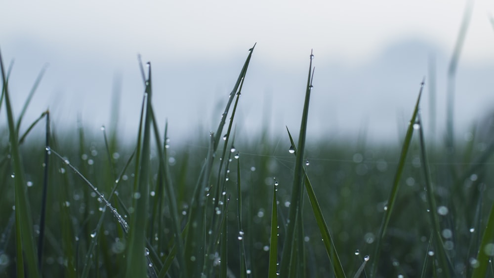 green grass with water droplets