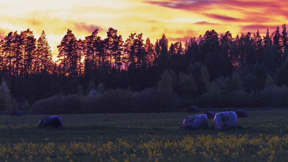 white car on green grass field near trees during sunset