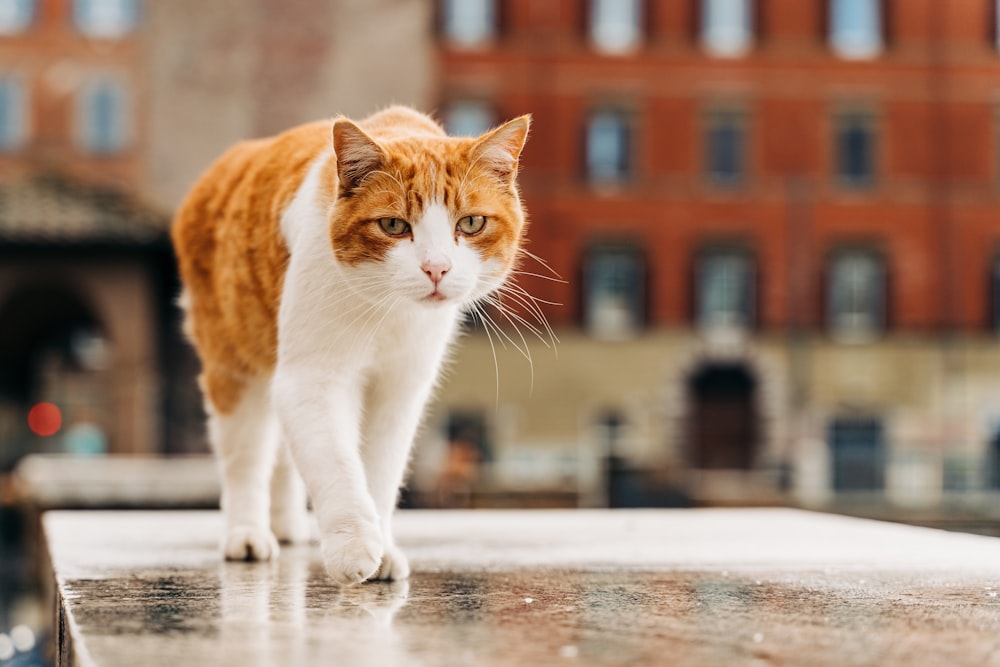 Chat orange et blanc marchant sur un sol mouillé