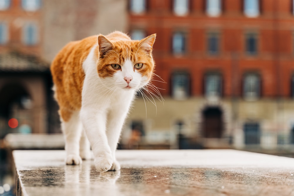 orange and white cat walking on wet floor