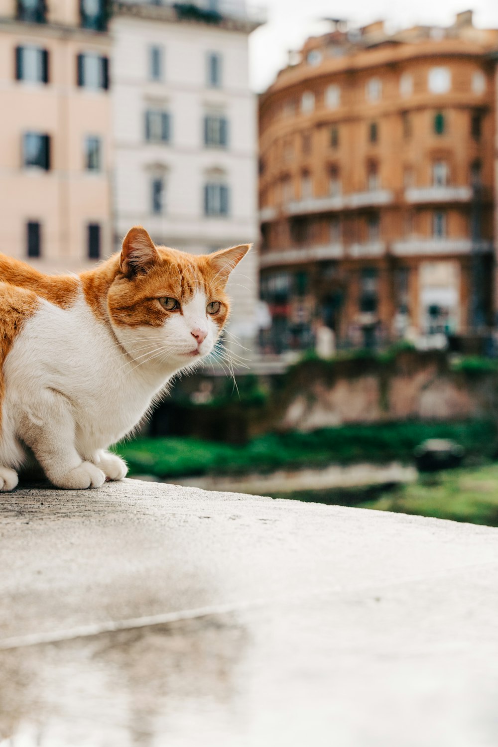 白いコンクリートの床にオレンジと白の猫