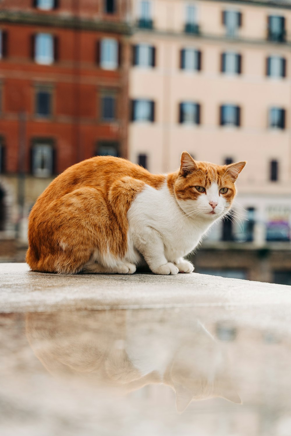 白いコンクリートの床にオレンジと白のぶち猫