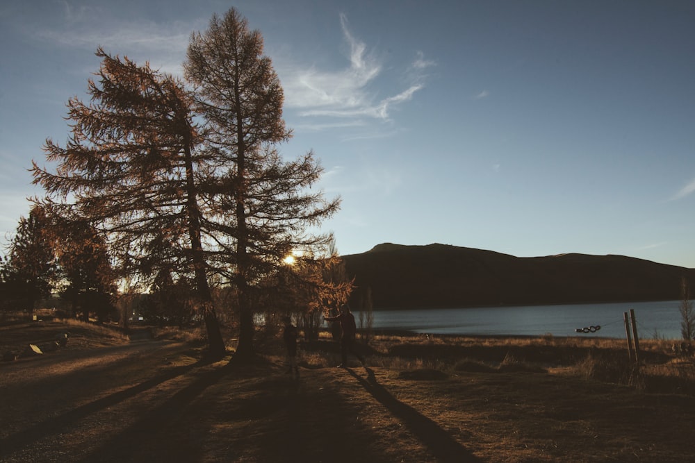 green trees near body of water during daytime