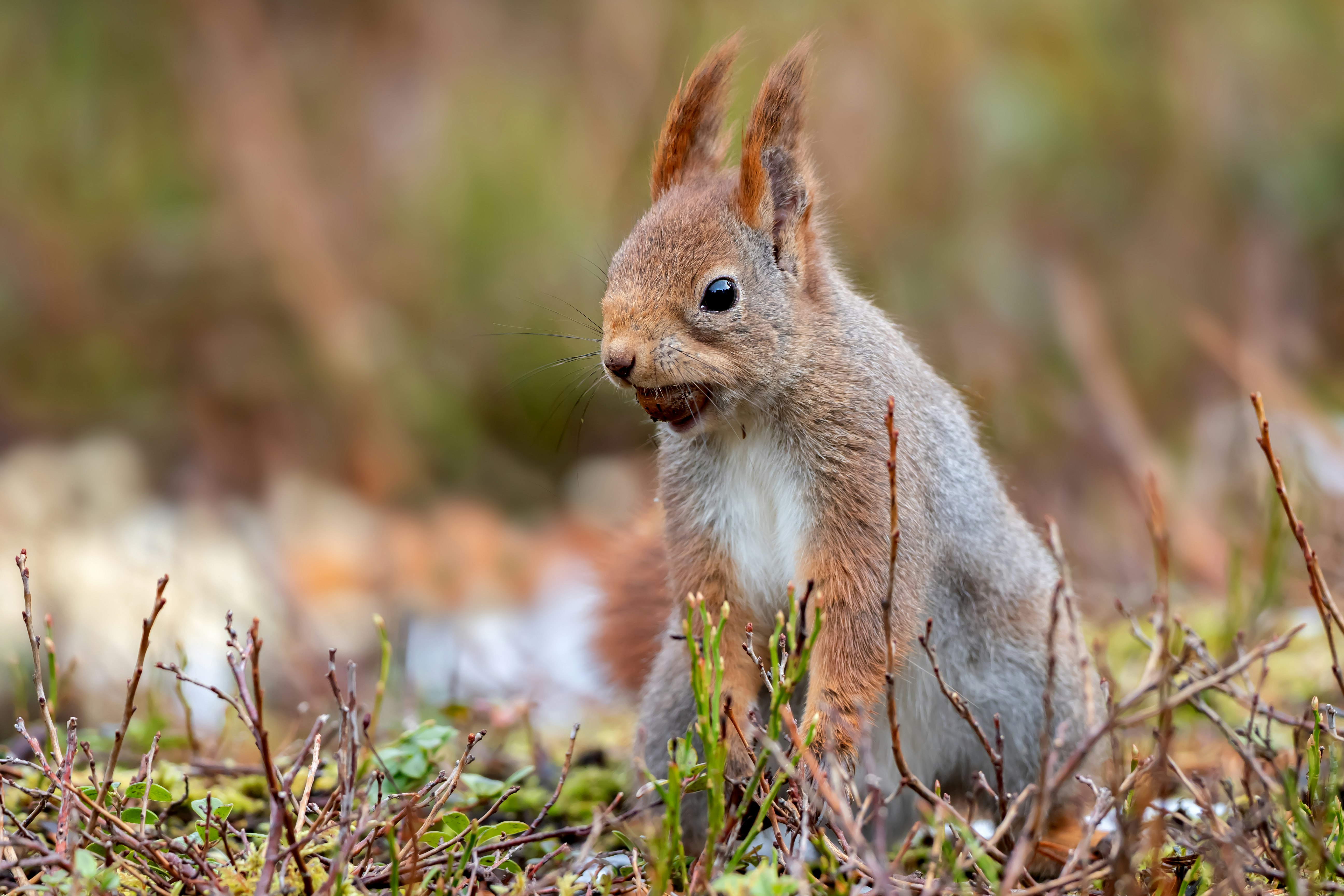 brown squirrel on green grass during daytime