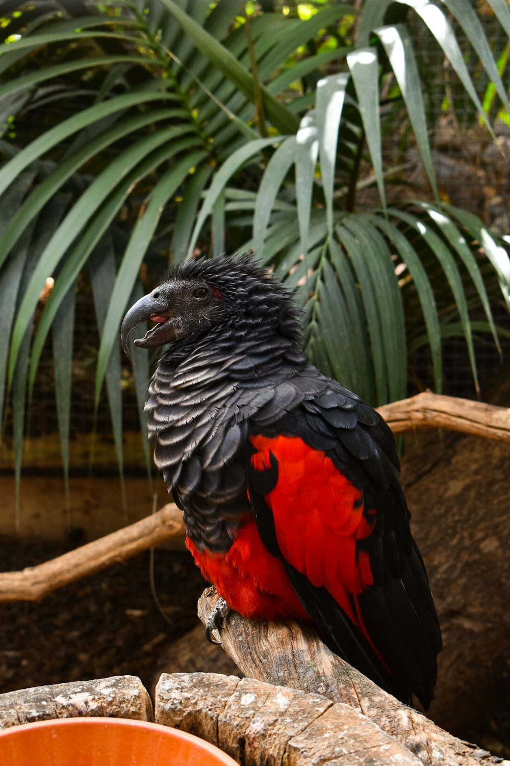 schwarzer und roter Vogel auf braunem Ast