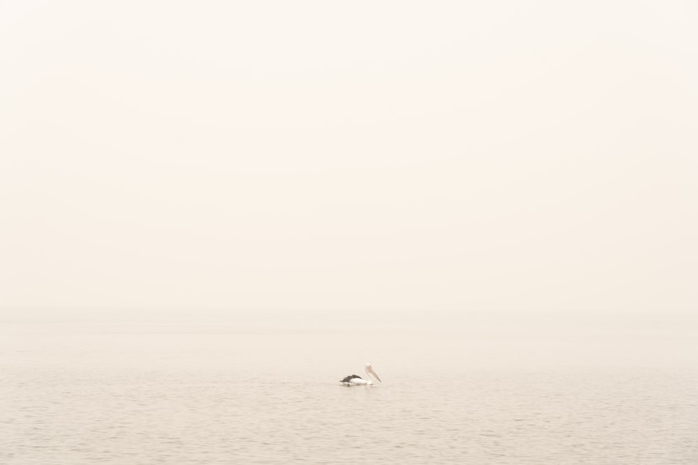 2 white birds on sea during daytime