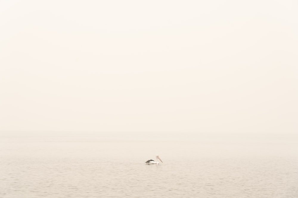 2 pájaros blancos en el mar durante el día