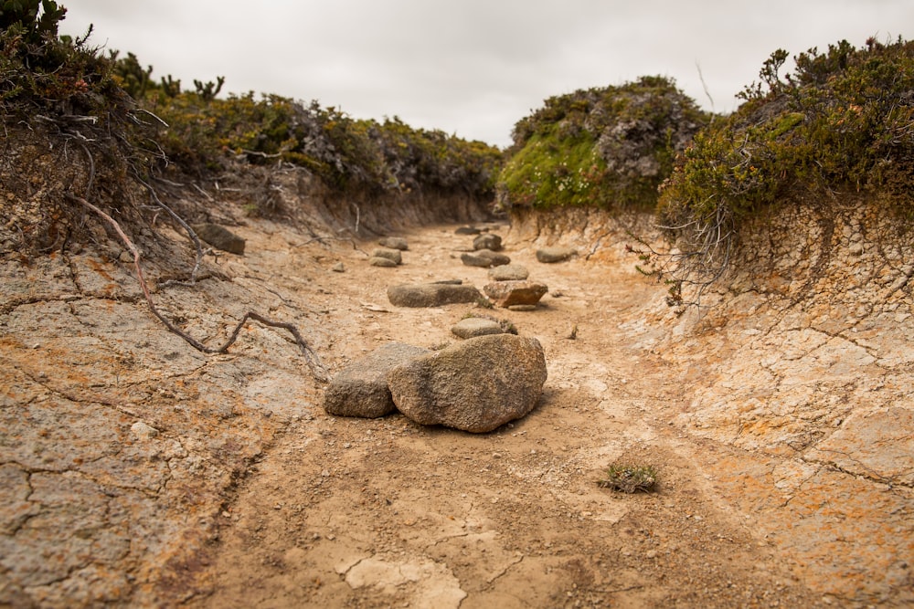 brown rocks on brown soil