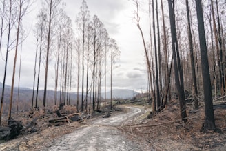 brown bare trees on gray dirt road during daytime
