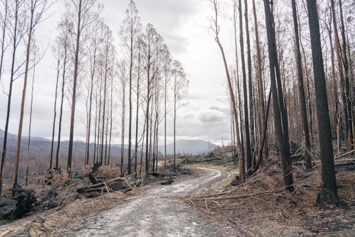 brown bare trees on gray dirt road during daytime