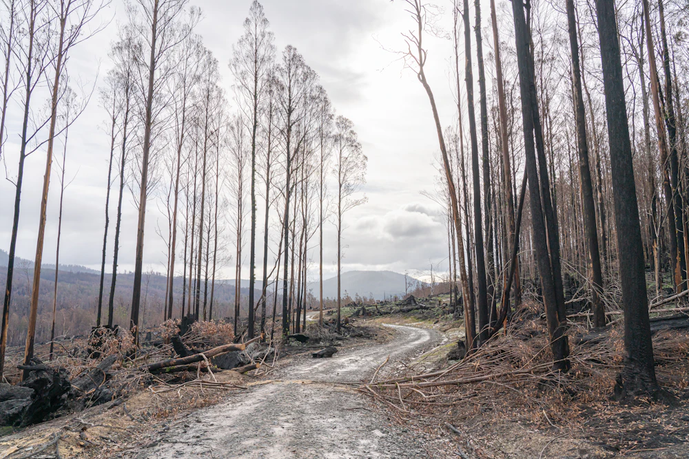A track running through a fire-affected eucalypt forest