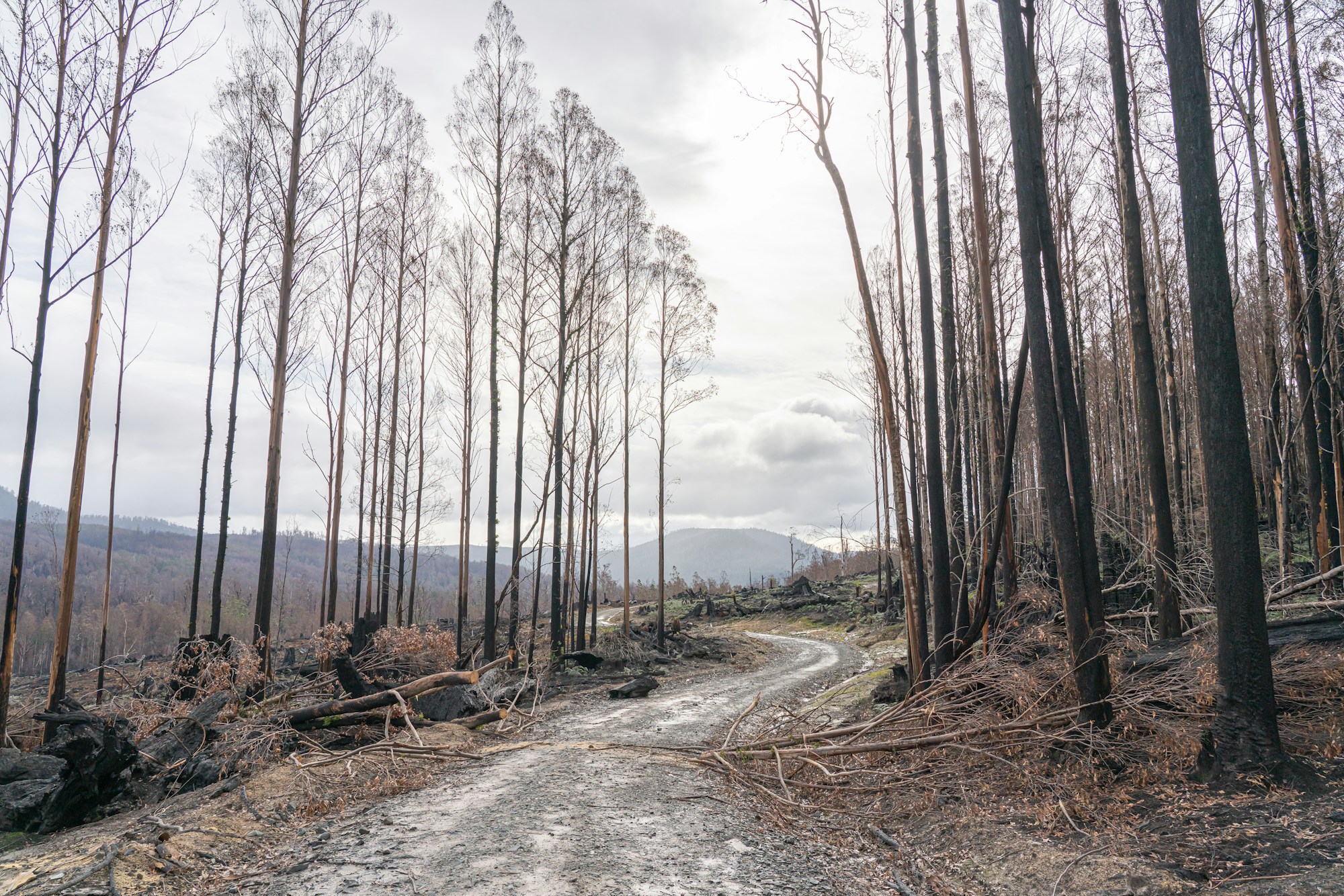 Firebreak cut through dense scrub