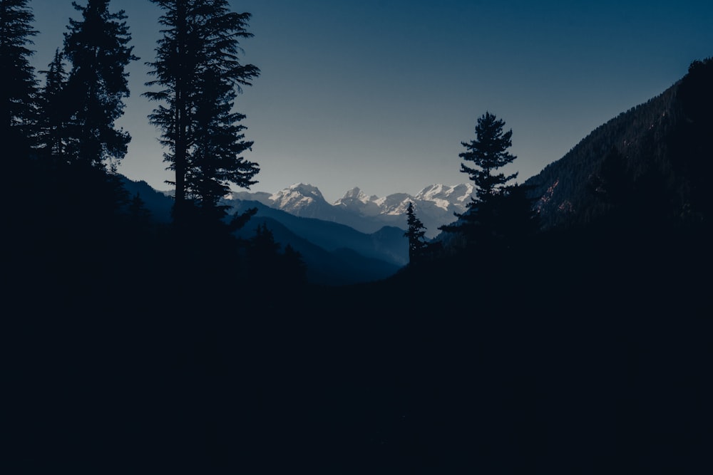 silhouette of trees and mountains during daytime