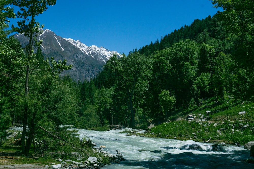 green trees near mountain under blue sky during daytime