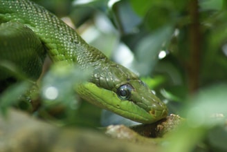 A close-up photo of a vibrant green snake resting on a branch in a lush forest.