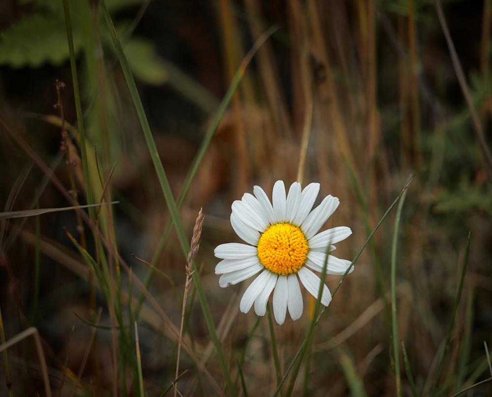 white daisy in bloom during daytime