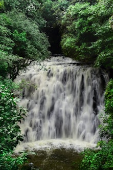 water falls in the middle of green trees