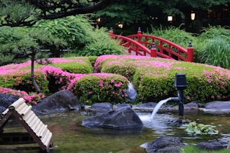 A tranquil Japanese garden scene featuring a red wooden bridge arching over a koi pond.