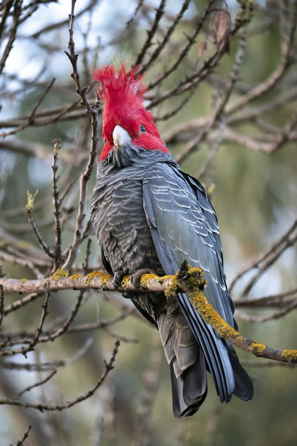 red and grey bird on brown tree branch during daytime