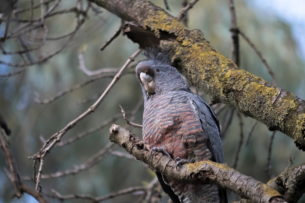 gray and brown bird on brown tree branch during daytime