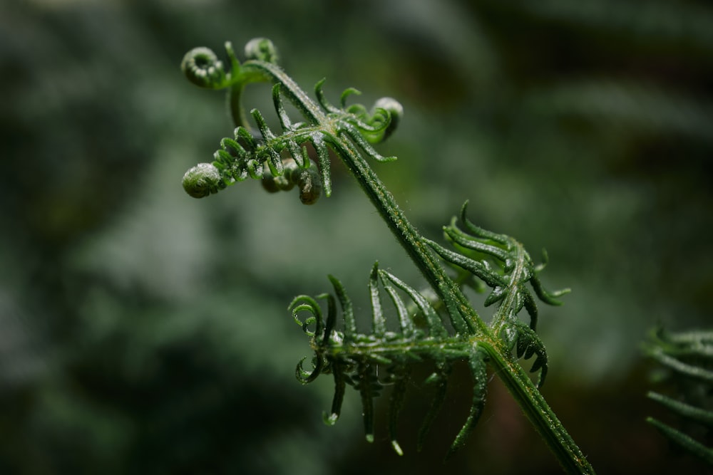 green plant in close up photography