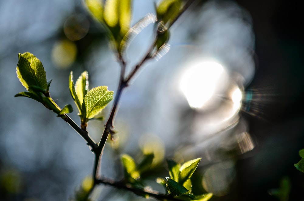 green leaves in tilt shift lens