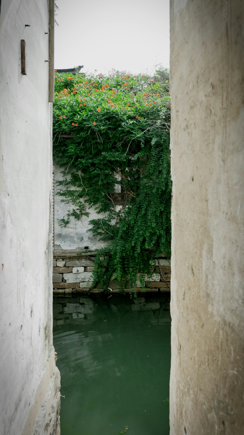 green leaves on white concrete wall