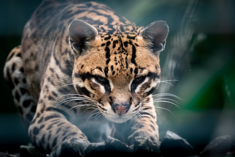 tigre marrone e nera in primo piano fotografia